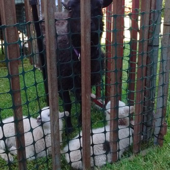 posey and lambs
